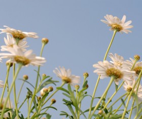 Wild white flowers Stock Photo 01