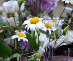 Wild white flowers Stock Photo 02