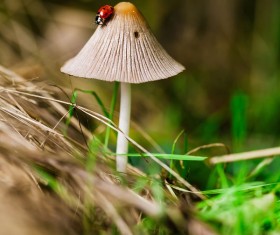 Wild white mushroom with ladybug Stock Photo