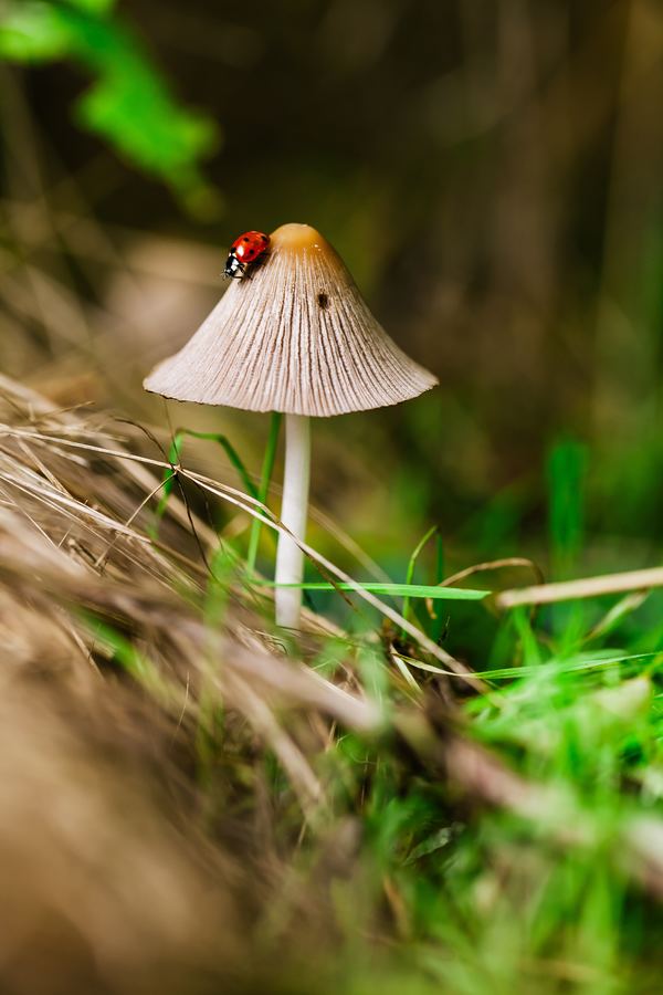 Wild white mushroom with ladybug Stock Photo