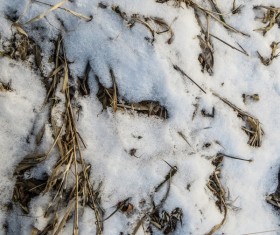 Winter Snow and Hay Texture Stock Photo 05