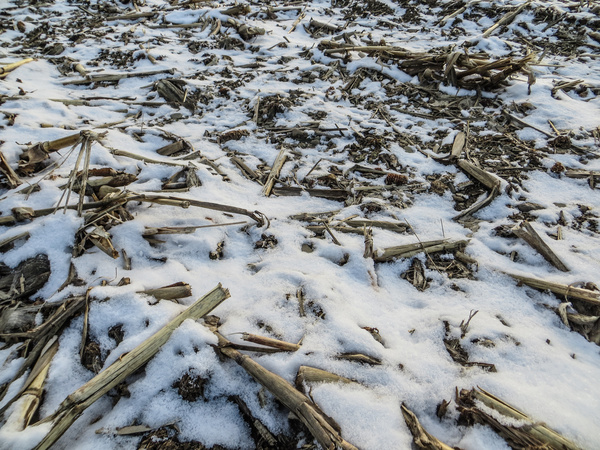 Winter Snow and Straw Texture Stock Photo 01