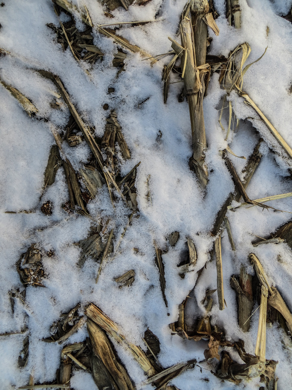 Winter Snow and Straw Texture Stock Photo 03