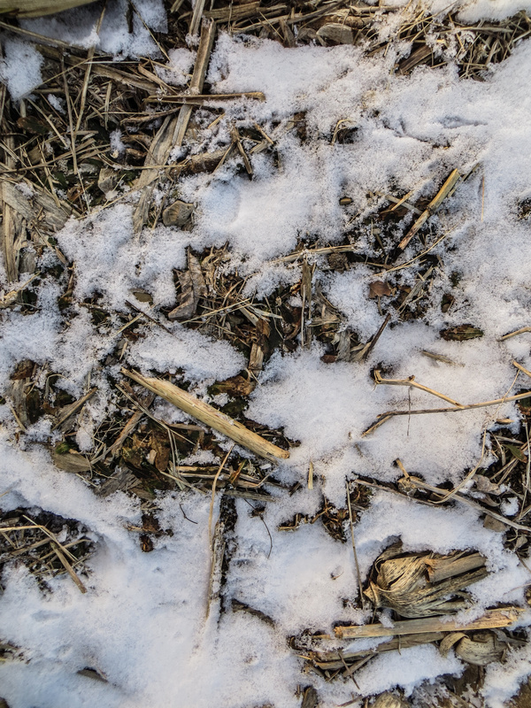 Winter Snow and Straw Texture Stock Photo 04