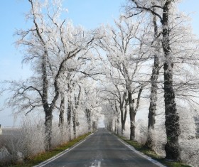 Winter cedar road landscape Stock Photo
