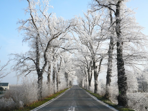 Winter cedar road landscape Stock Photo