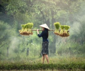 Woman carrying rice seedlings Stock Photo 01
