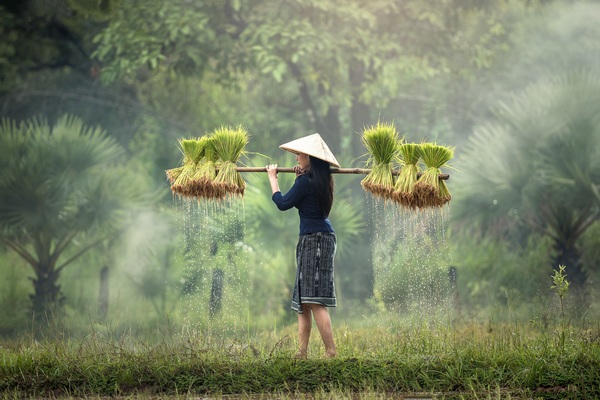 Woman carrying rice seedlings Stock Photo 01