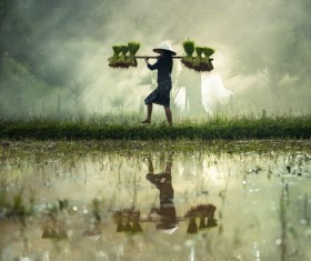 Woman carrying rice seedlings Stock Photo 02