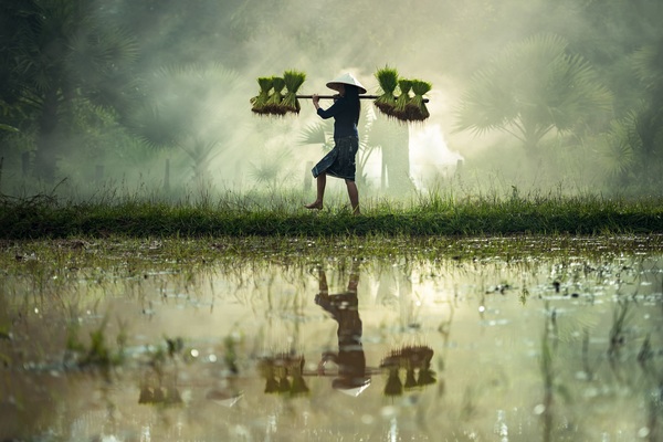 Woman carrying rice seedlings Stock Photo 02