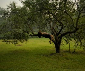 Woman resting on the tree Stock Photo