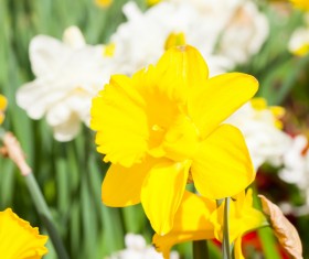 Yellow and white daffodils Stock Photo