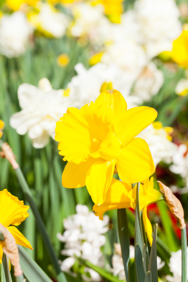 Yellow and white daffodils Stock Photo