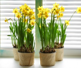 Yellow daffodils on windowsill Stock Photo