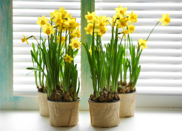 Yellow daffodils on windowsill Stock Photo
