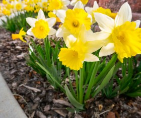 Yellow white daffodils planted outdoors Stock Photo