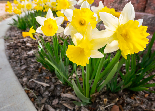 Yellow white daffodils planted outdoors Stock Photo