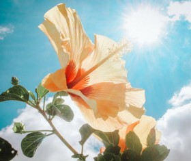 hibiscus flower in the sunshine Stock Photo