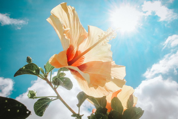 hibiscus flower in the sunshine Stock Photo