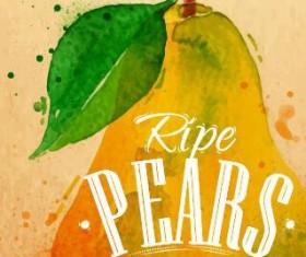 ripe pears watercolor drawing vector