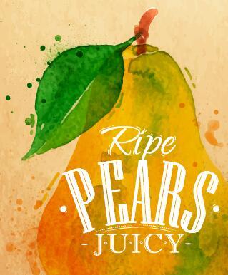 ripe pears watercolor drawing vector