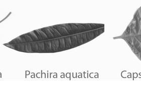 3 Kind leaf Photoshop Brushes