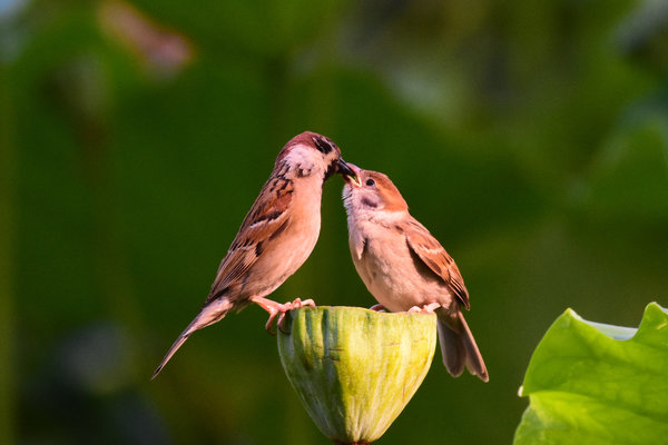 A pair of little sparrows on the lotus Stock Photo