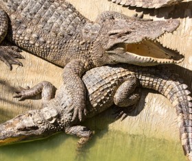 Artificial crocodile Stock Photo