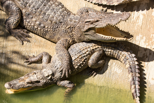 Artificial crocodile Stock Photo