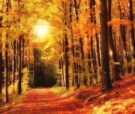 Autumn forest scenery Stock Photo 01