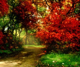 Autumn forest scenery Stock Photo 02