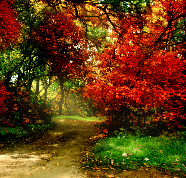 Autumn forest scenery Stock Photo 02
