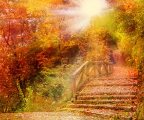 Autumn forest scenery Stock Photo 03