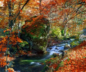 Autumn forest scenery Stock Photo 04