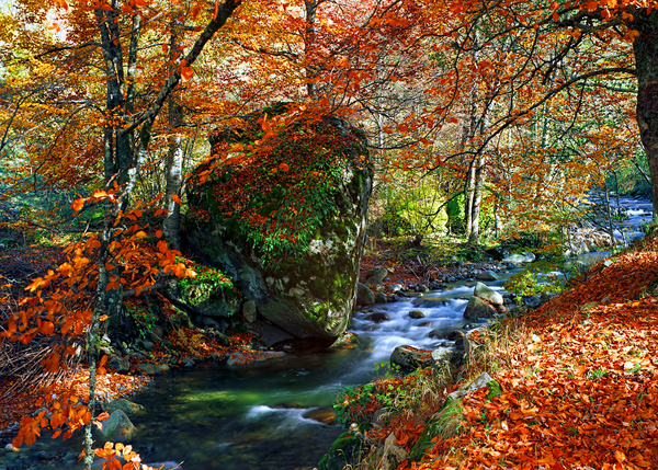 Autumn forest scenery Stock Photo 04