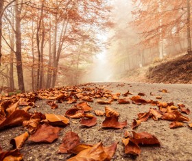 Autumn leaves on the highway Stock Photo