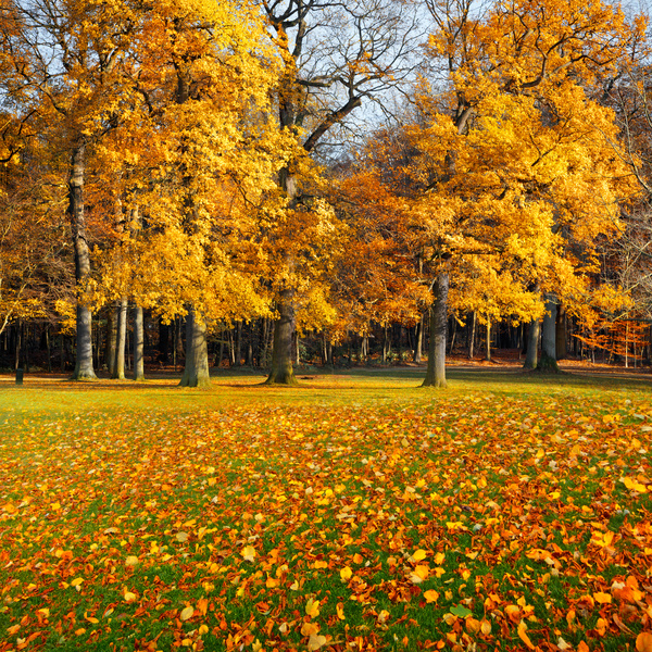 Beautiful Autumn landscape Stock Photo 01