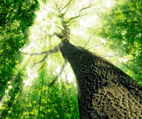 Beautiful natural landscape Stock Photo 01