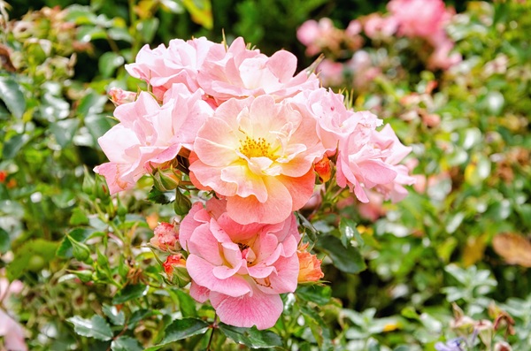 Beautiful pink Chinese rose in full bloom Stock Photo