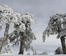 Beautiful winter tree hanging Stock Photo