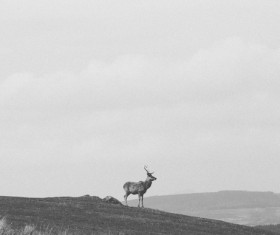 Black white picture of wild reindeer on highland Stock Photo