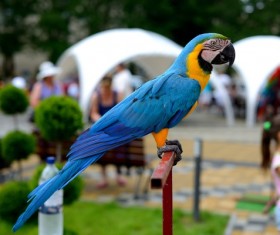 Blue & Gold Macaw Stock Photo
