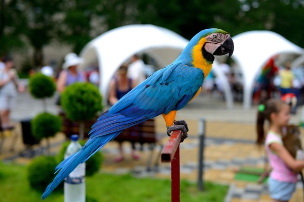 Blue & Gold Macaw Stock Photo