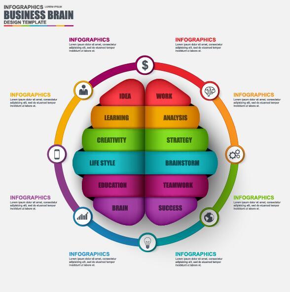 Brain infographic template vector 04