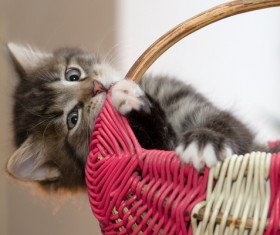 Cat playing alone basket Stock Photo