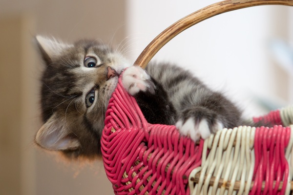 Cat playing alone basket Stock Photo