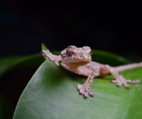 Close-up of a wild little gecko Stock Photo