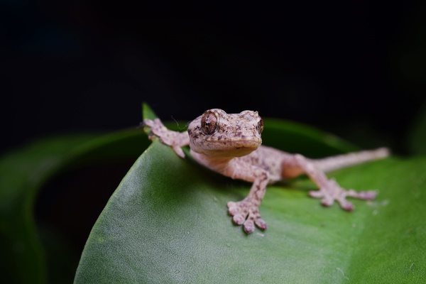 Close-up of a wild little gecko Stock Photo
