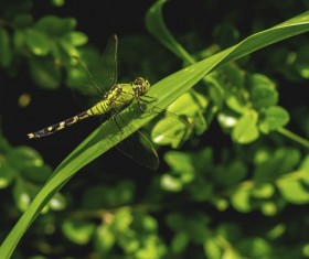 Close-up of dragonfly on green leaf Stock Photo
