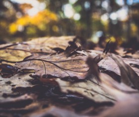Closeup dried leaves on ground Stock Photo